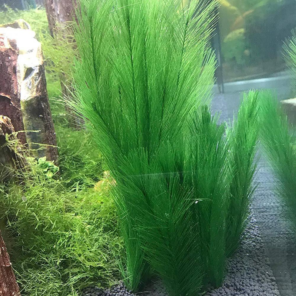 1/3 pièces 28/40cm Aquarium Aq - Live Plant Aquarium avis et prix