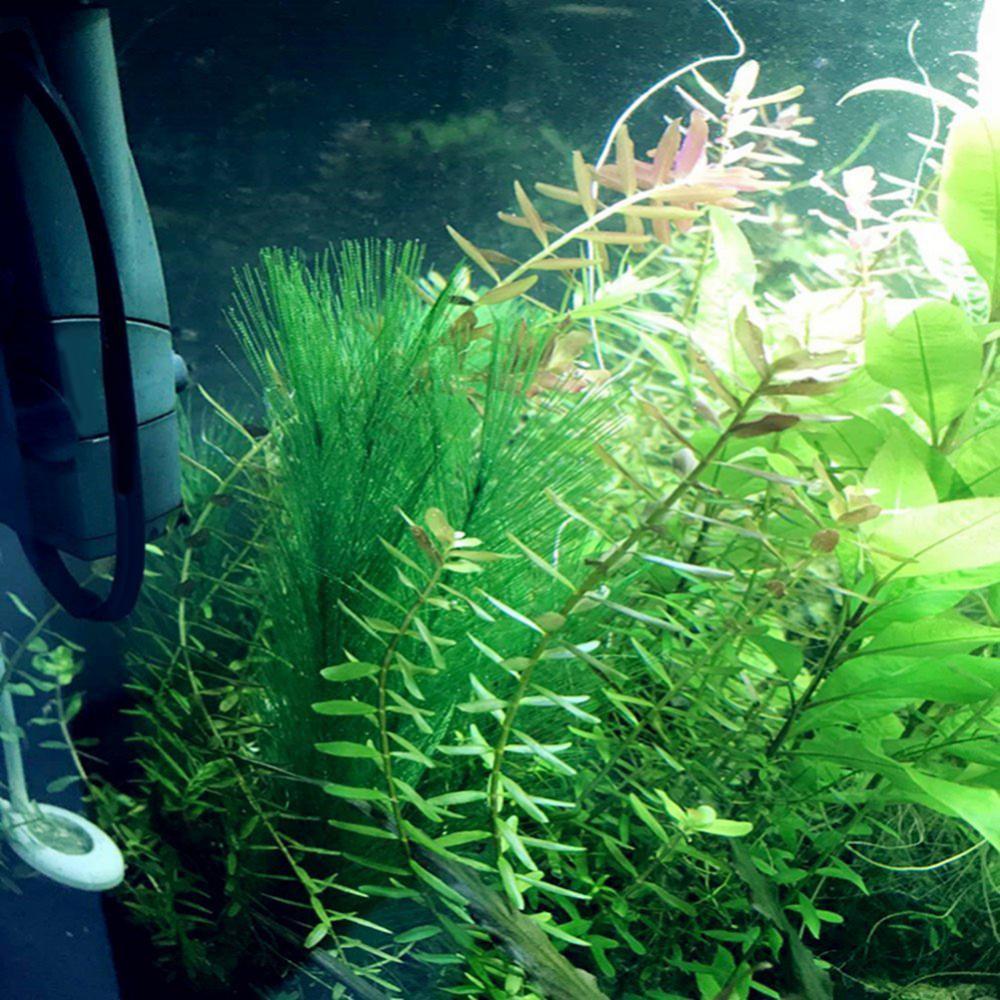 1/3 pièces 28/40cm Aquarium Aq - Live Plant Aquarium avis et prix