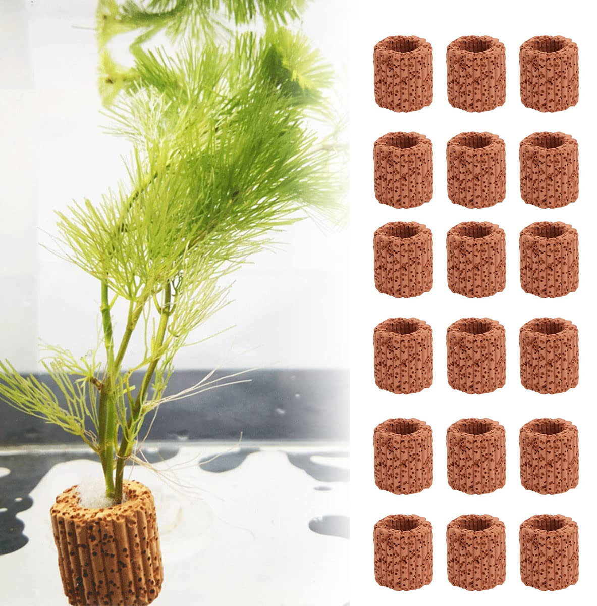Anneau de Base pour Plantes Aq - Aquarium Plants Live avis et prix