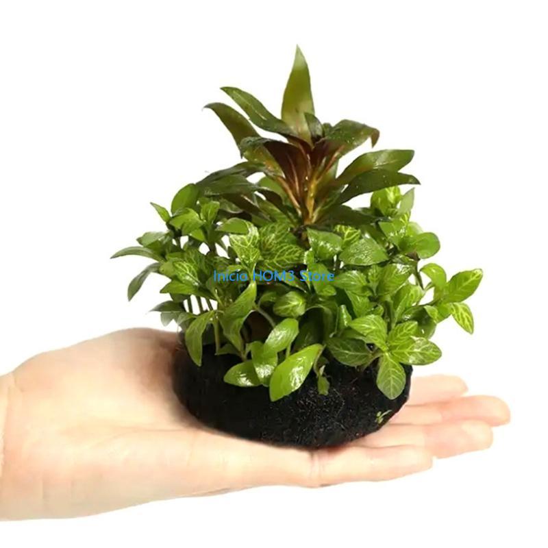 Substrat sûr pour plantes aqua - Aquarium Plant Substrate avis et prix