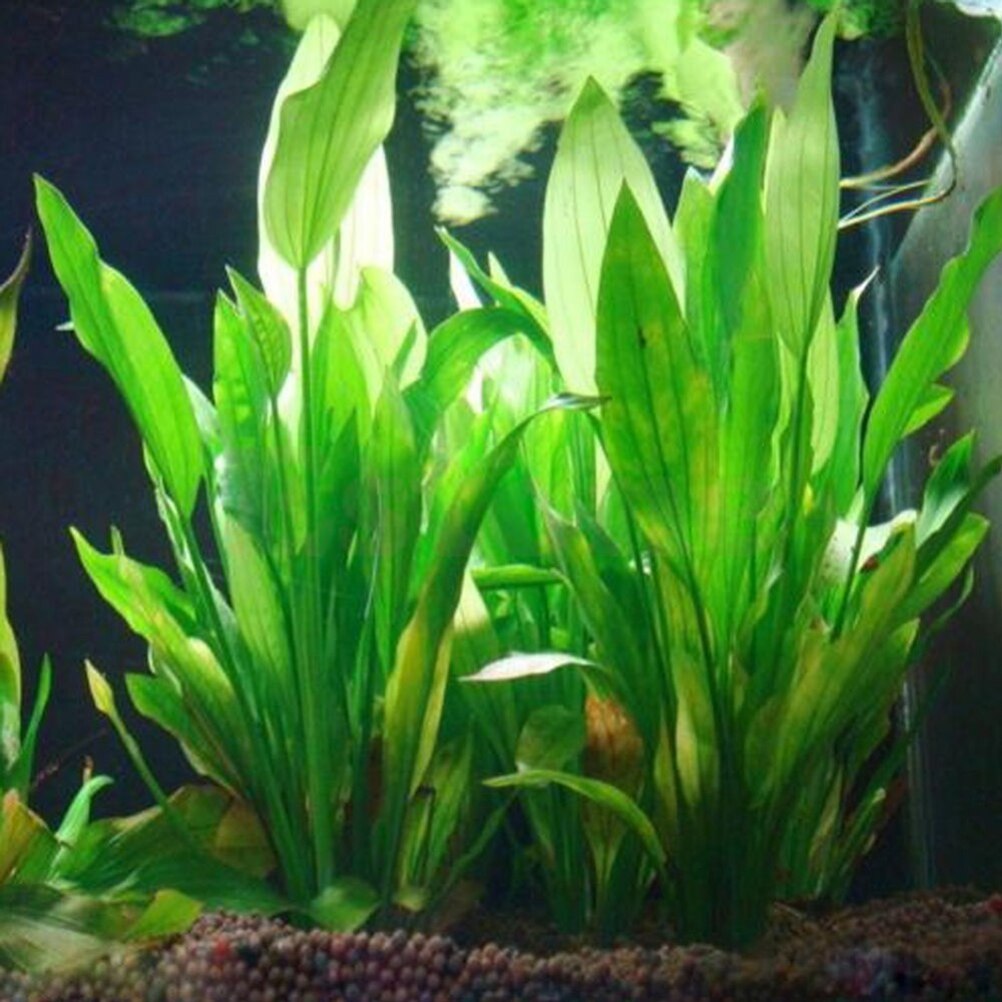 Plantes artificielles décorati - Live Plant Aquarium avis et prix