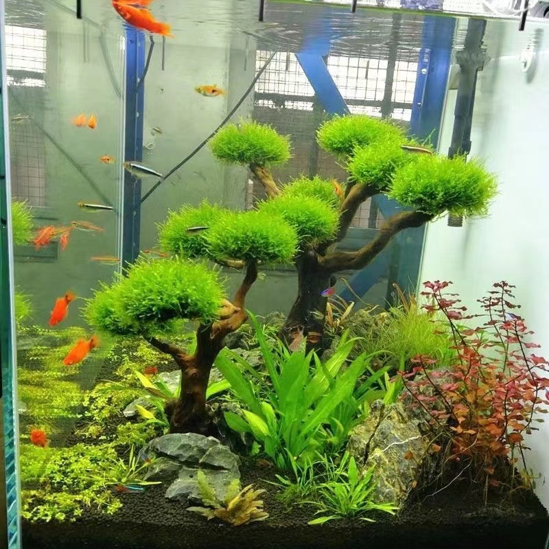 Cadre en bois de verdissement  - Aquarium Driftwood avis et prix