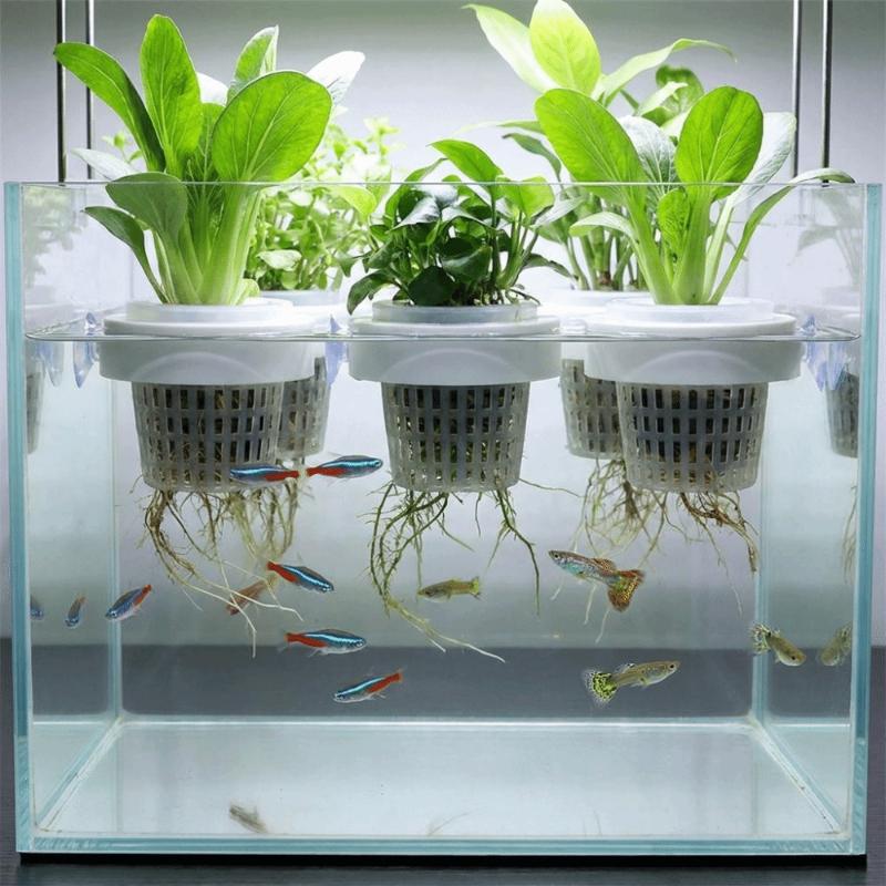 Panier flottant pour plantes a - Aquarium Plant Holder avis et prix